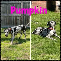 AKC European Female Teal, a female Great Dane for sale in Dearing, GA – Photo 4 of 4