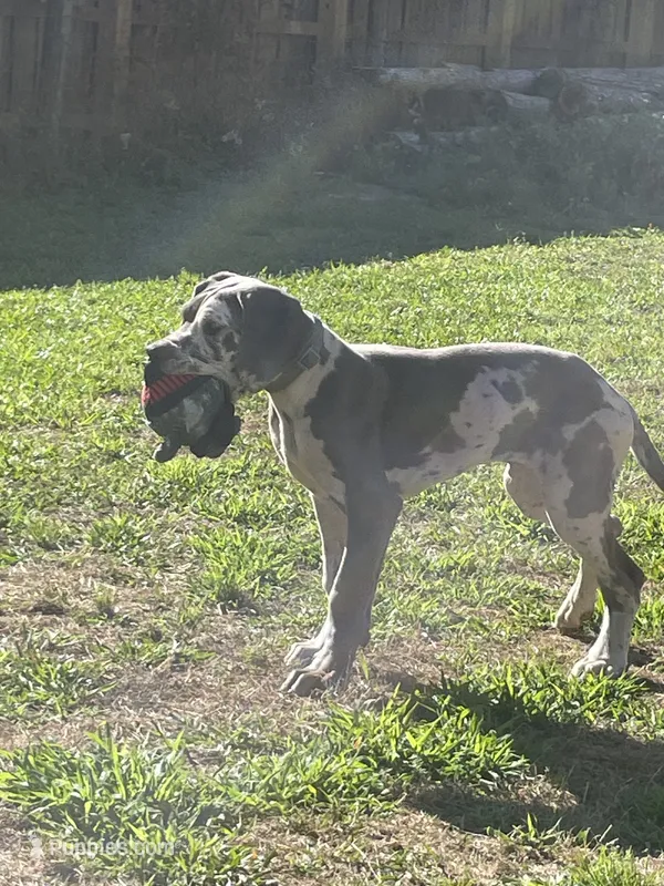 AKC European-Male – Great Dane puppy for sale in Dearing, GA