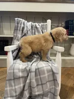 AKC black male, a male Golden Retriever for sale in Dearing, GA – Photo 2 of 4