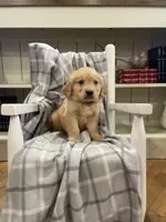 AKC black male, a male Golden Retriever for sale in Dearing, GA – Photo 1 of 4