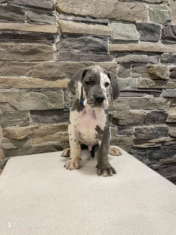 AKC European-Male – Great Dane puppy for sale in Dearing, GA