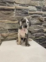 AKC European-Male, a male Great Dane for sale in Dearing, GA – Photo 1 of 4