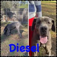 AKC European-Male, a male Great Dane for sale in Dearing, GA – Photo 3 of 4