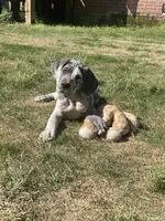AKC European-Male, a male Great Dane for sale in Dearing, GA – 2 of 6