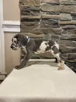 AKC European-Male, a male Great Dane for sale in Dearing, GA – Photo 2 of 4