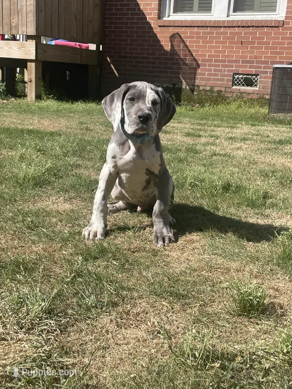 AKC European-Male – Great Dane puppy for sale in Dearing, GA