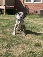 AKC European-Male, a male Great Dane for sale in Dearing, GA – 1 of 6