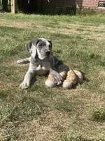 AKC European-Male, a male Great Dane for sale in Dearing, GA – 3 of 6