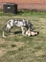 AKC European-Male, a male Great Dane for sale in Dearing, GA – 4 of 6