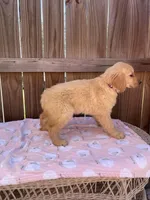 AKC Female, a female Golden Retriever for sale in Dearing, GA – Photo 4 of 6