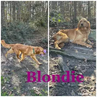 AKC Female, a female Golden Retriever for sale in Dearing, GA – Photo 5 of 6