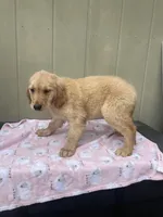 AKC Female, a female Golden Retriever for sale in Dearing, GA – Photo 2 of 6