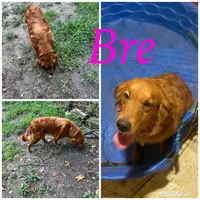 AKC blue male, a male Golden Retriever for sale in Dearing, GA – Photo 4 of 4