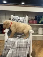 AKC Red  male , a male Golden Retriever for sale in Dearing, GA – Photo 2 of 4