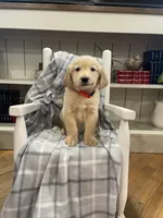 AKC Red  male , a male Golden Retriever for sale in Dearing, GA – Photo 1 of 4