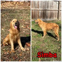 AKC orange male , a male Golden Retriever for sale in Dearing, GA – Photo 4 of 4