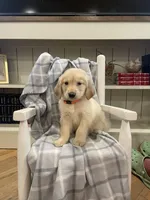 AKC orange male , a male Golden Retriever for sale in Dearing, GA – Photo 1 of 4