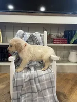 AKC orange male , a male Golden Retriever for sale in Dearing, GA – Photo 2 of 4