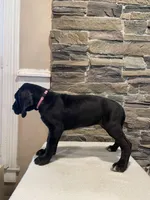 AKC European Female-Pink, a female Great Dane for sale in Dearing, GA – Photo 2 of 4