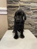 AKC European Female-Pink, a female Great Dane for sale in Dearing, GA – Photo 1 of 4