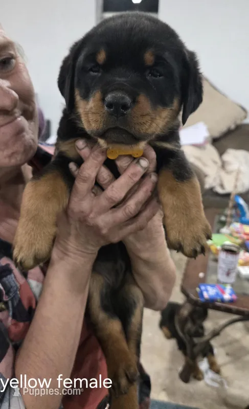 Yellow  – Rottweiler puppy for sale in Noble, OK