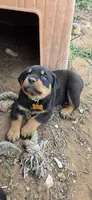 Yellow , a female Rottweiler for sale in Noble, OK – Photo 3 of 4
