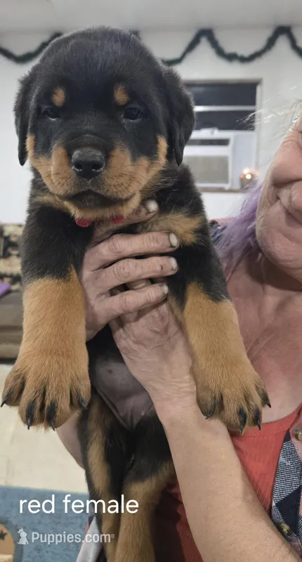 Red – Rottweiler puppy for sale in Noble, OK