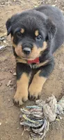 Red, a female Rottweiler for sale in Noble, OK – Photo 2 of 4