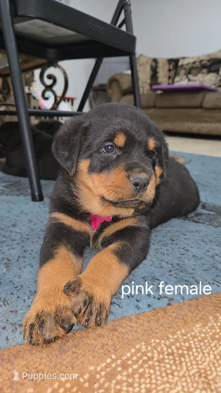 Rottweiler puppy – Rottweiler puppy for sale in Noble, OK