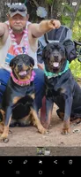 Green, a male Rottweiler for sale in Noble, OK – Photo 2 of 4