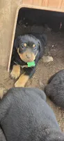 Green, a male Rottweiler for sale in Noble, OK – Photo 3 of 4