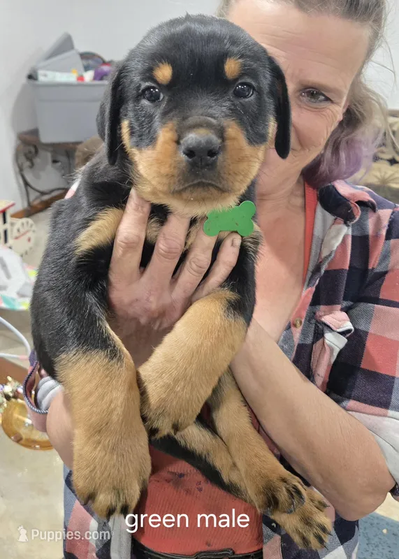 Green – Rottweiler puppy for sale in Noble, OK