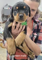 Green, a male Rottweiler for sale in Noble, OK – Photo 1 of 4