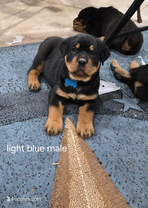 Light blue – Rottweiler puppy for sale in Noble, OK