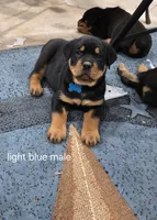 Light blue, a male Rottweiler for sale in Noble, OK – Photo 1 of 4