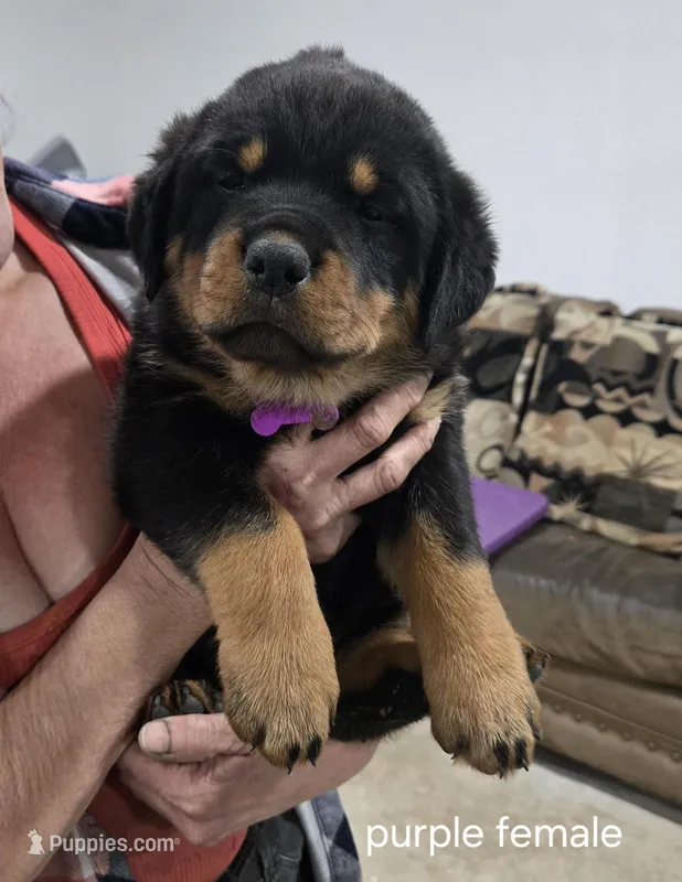 Purple – Rottweiler puppy for sale in Noble, OK