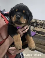 Purple, a female Rottweiler for sale in Noble, OK – Photo 1 of 4