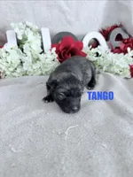 TANGO, a male Keeshond for sale in Grant, NE – 1 of 1