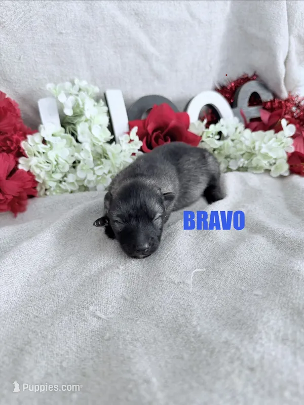 BRAVO – Keeshond puppy for sale in Grant, NE