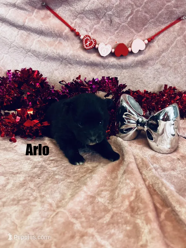 ARLO