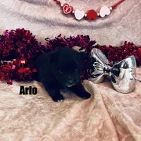 ARLO, a male Pomimo for sale in Grant, NE – Photo 1 of 2