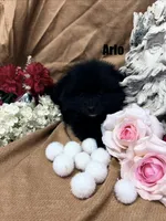 ARLO, a male Pomimo for sale in Grant, NE – Photo 2 of 2