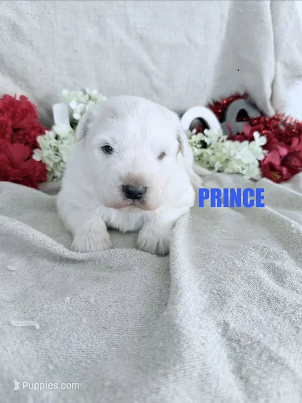 PRINCE – Great Pyrenees puppy for sale in Grant, NE