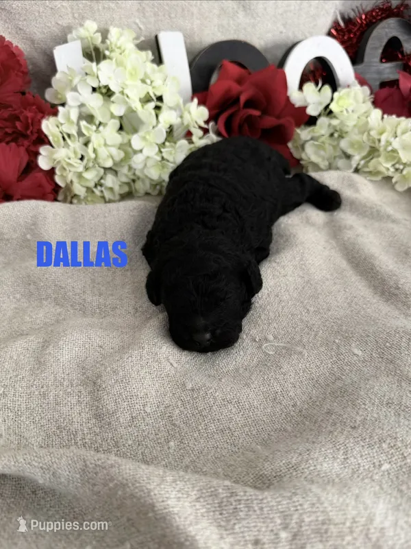 DALLAS – Cockapoo puppy for sale in Grant, NE