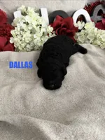 DALLAS, a  Cockapoo for sale in Grant, NE – 1 of 1