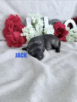 JACK, a male Keeshond for sale in Grant, NE – 1 of 1