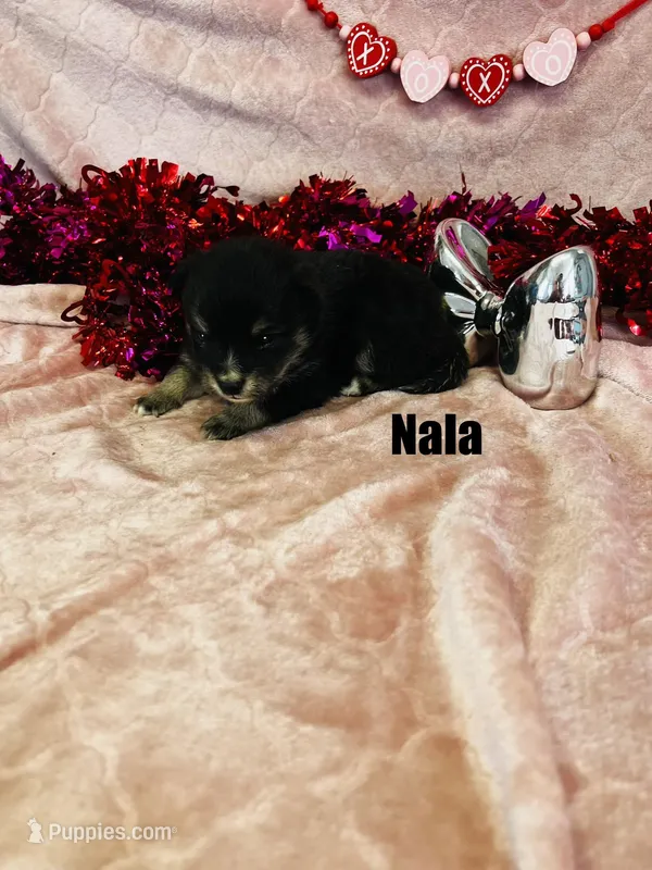 NALA