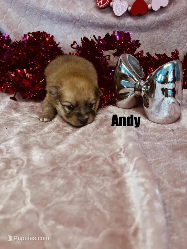 ANDY