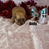 ANDY, a male Pomimo for sale in Grant, NE – Photo 1 of 2