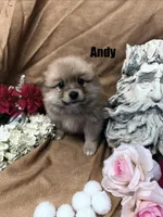 ANDY, a male Pomimo for sale in Grant, NE – Photo 2 of 2